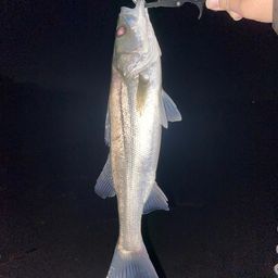 セイゴ（マルスズキ）