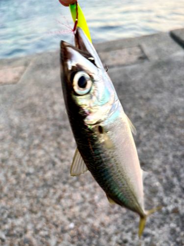 サバの釣果