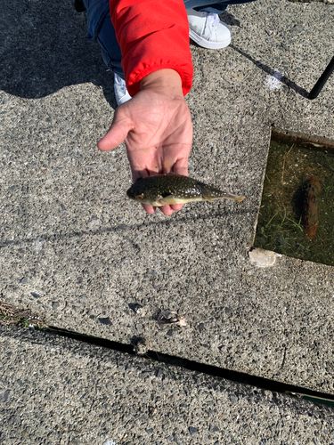 フグの釣果