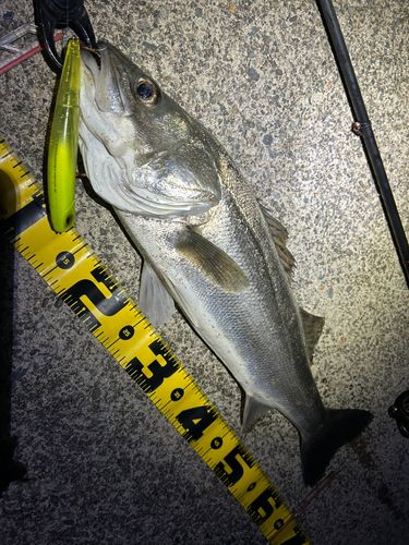 シーバスの釣果