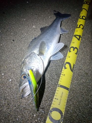 シーバスの釣果