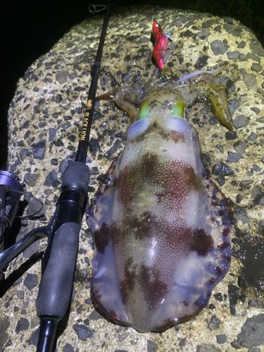 アオリイカの釣果