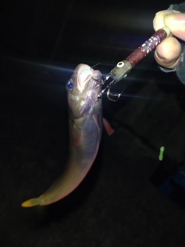 チゴダラの釣果