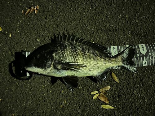 クロダイの釣果