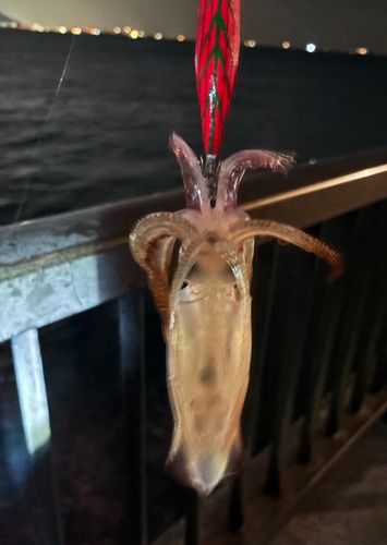 ケンサキイカの釣果