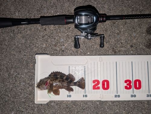 カサゴの釣果