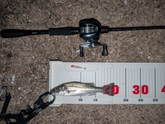 セイゴ（ヒラスズキ）の釣果