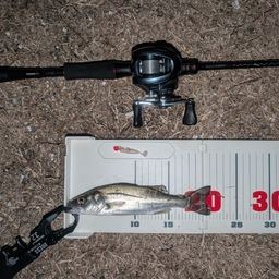 セイゴ（ヒラスズキ）