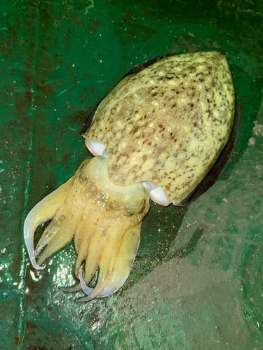 モンゴウイカの釣果