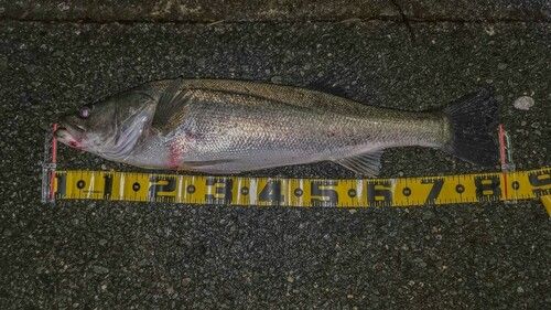 シーバスの釣果