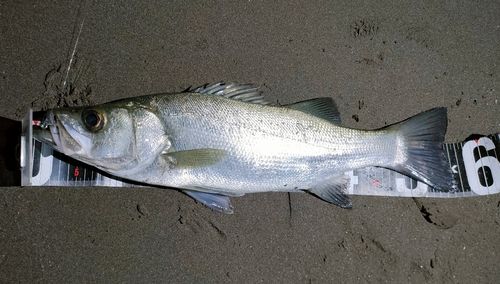 ヒラスズキの釣果