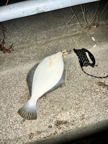 イシモチの釣果