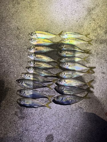 アジの釣果