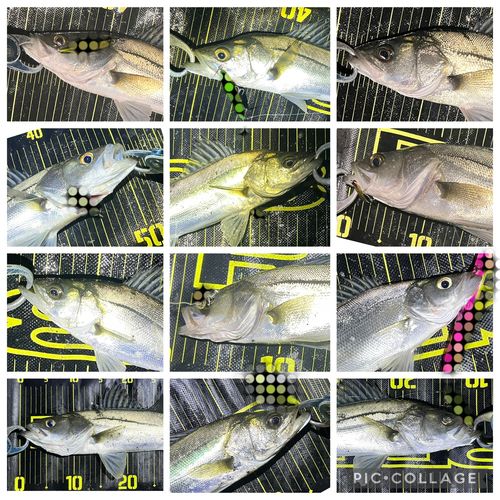 シーバスの釣果