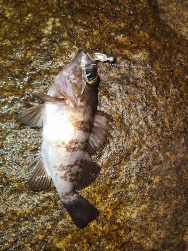 周防大島（屋代島）