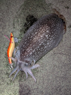シリヤケイカの釣果