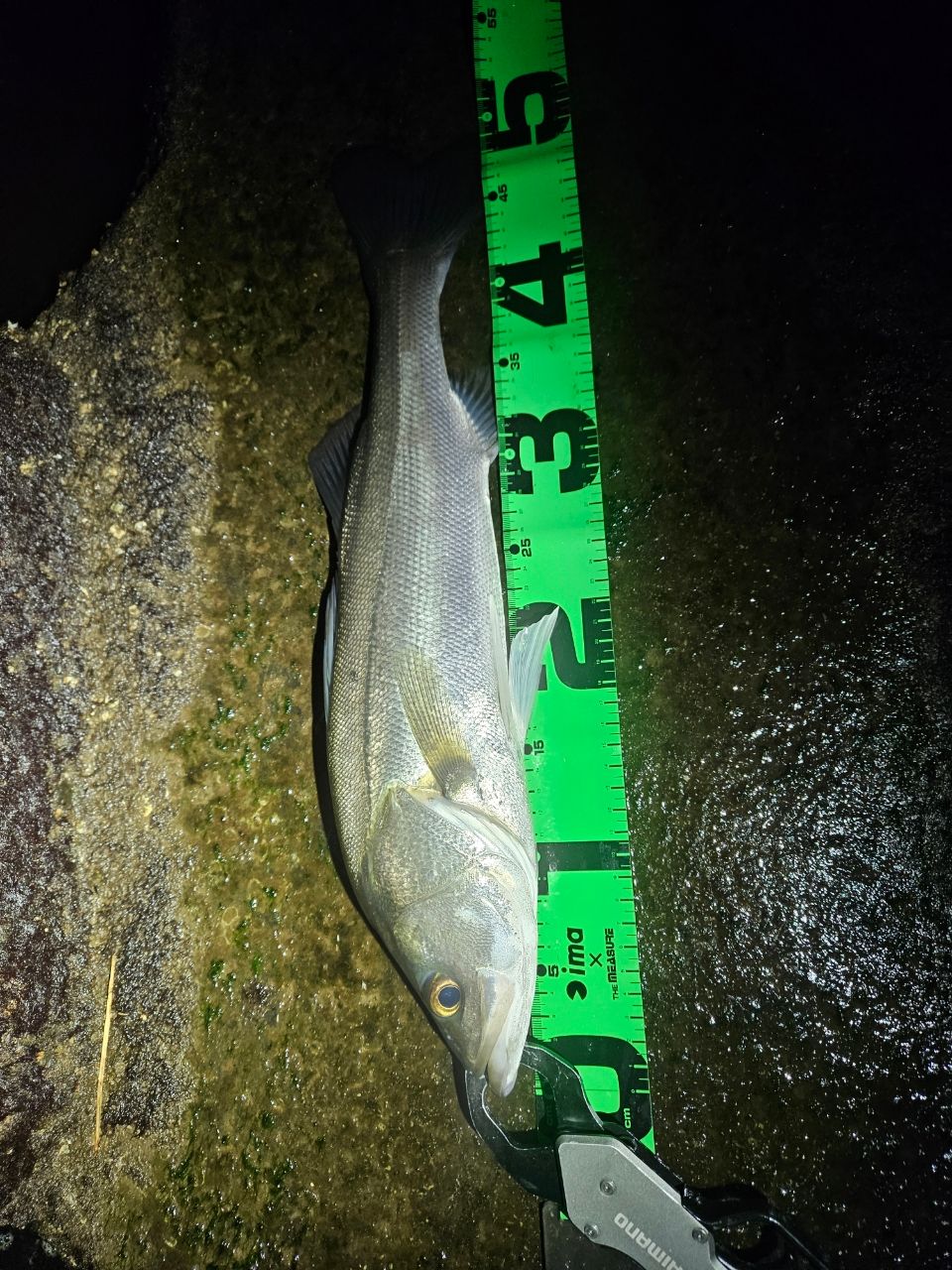 フッコ（マルスズキ）