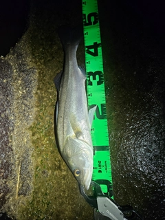 フッコ（マルスズキ）の釣果