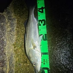 フッコ（マルスズキ）