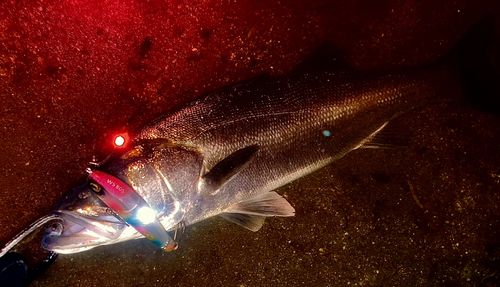 シーバスの釣果