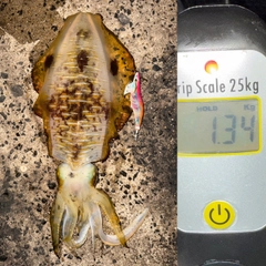 アオリイカの釣果