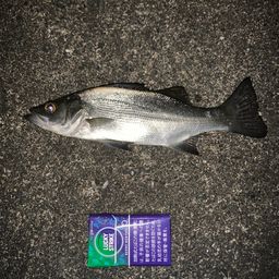 セイゴ（ヒラスズキ）