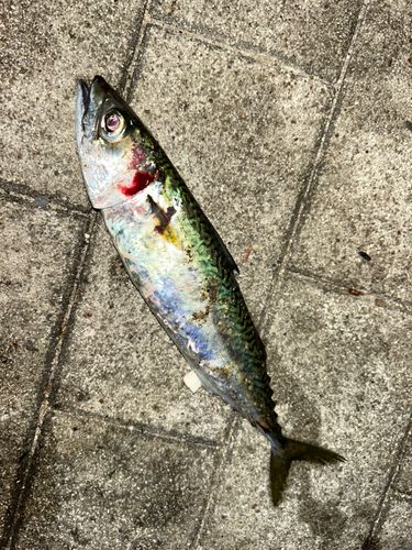 サバの釣果