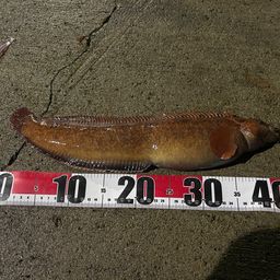 ムロランギンポ