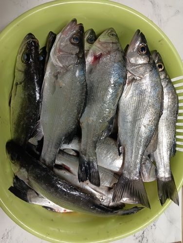 シーバスの釣果