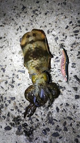 アオリイカの釣果