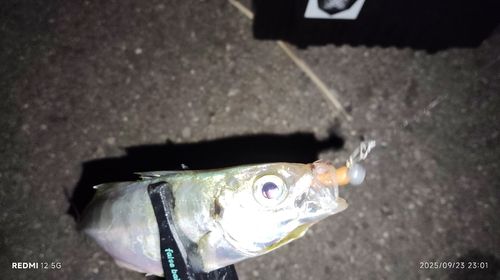 アジの釣果