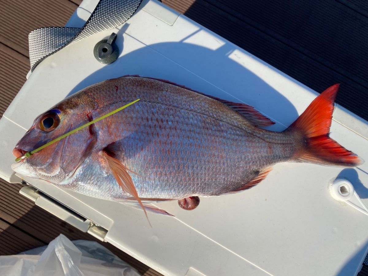 ちぬだんごさんの釣果 1枚目の画像