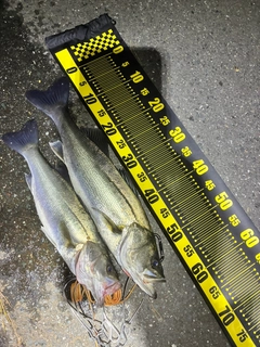 シーバスの釣果