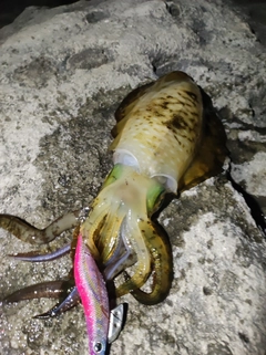 アオリイカの釣果