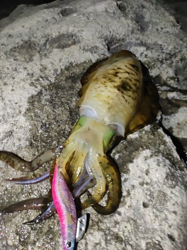 アオリイカの釣果