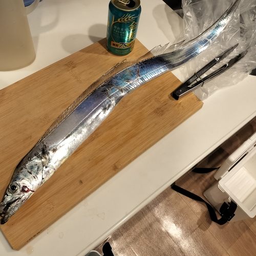 タチウオの釣果