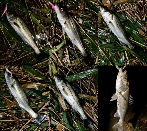 シーバスの釣果
