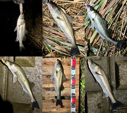 シーバスの釣果