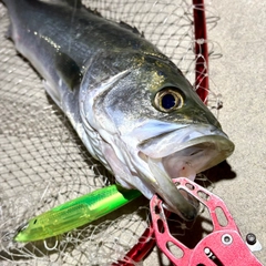 フッコ（マルスズキ）の釣果