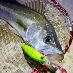 フッコ（マルスズキ）の釣果