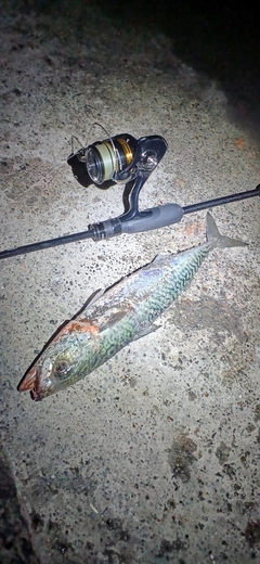 サバの釣果