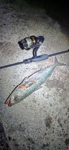 サバの釣果