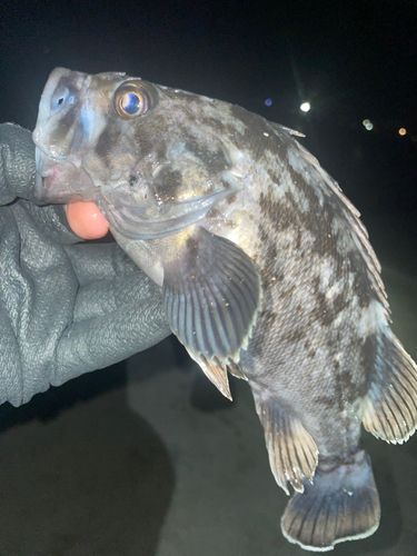 クロソイの釣果