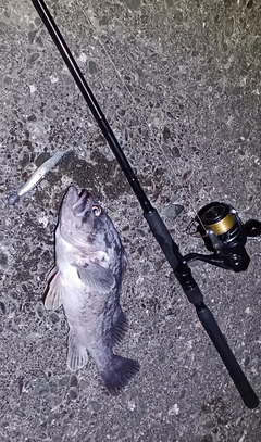 クロソイの釣果