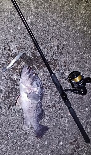 クロソイの釣果