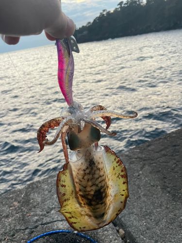アオリイカの釣果