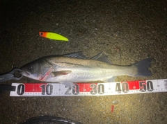 フッコ（マルスズキ）の釣果