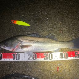 フッコ（マルスズキ）