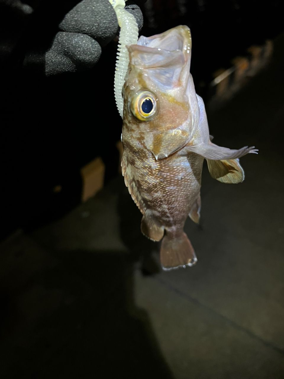 SHIMANO 20ハードロッカー XR S910Hの最安値・インプレ・釣果 | 本音の