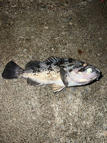 クロソイの釣果